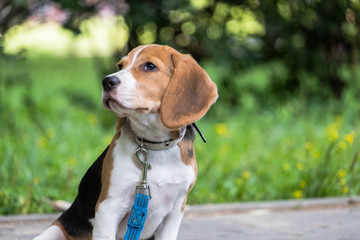A thoughtful Beagle puppy with a blue leash on a walk in a city park. Portrait of a nice puppy.