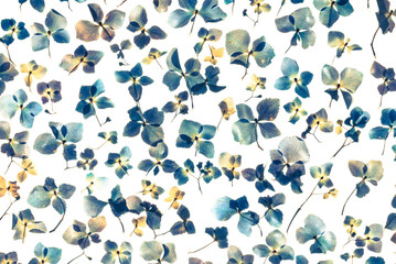 blue hydrangea flowers background