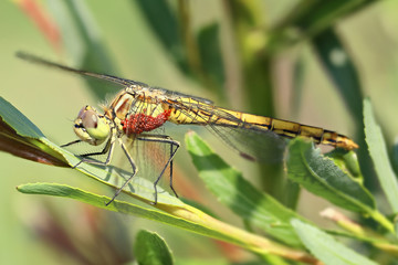 Common darter dragonfly (Sympetrum striolatum). Focus stacking