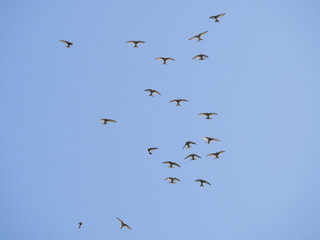 アマツバメの群飛(Pacific swift)