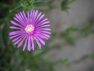 Obraz premium マツバギク