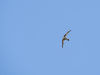 アマツバメ飛翔(pacific swift)