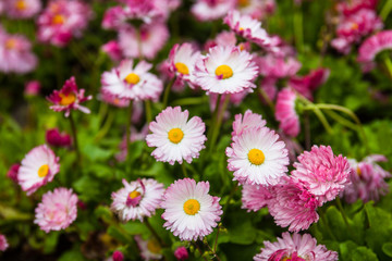Fototapeta premium Pink daisies
