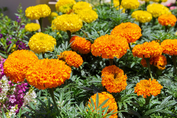 Marigolds