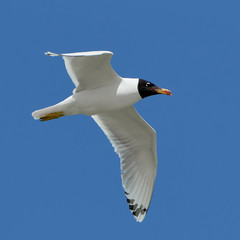 White seagull in flight