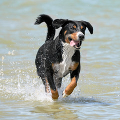 Bernese Mountain Dog runs along the coast