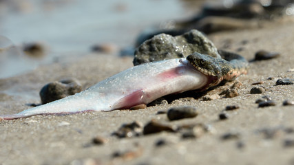 Water snake swallows fish