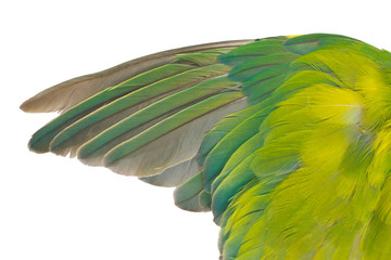 Obraz premium Beautiful wing lovebird feather isolated on white background with chipping path 