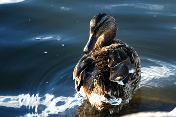 duck in the sun on the water