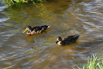 ducks on the water