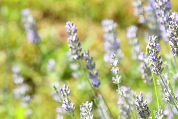 Colorati sfondi floreali