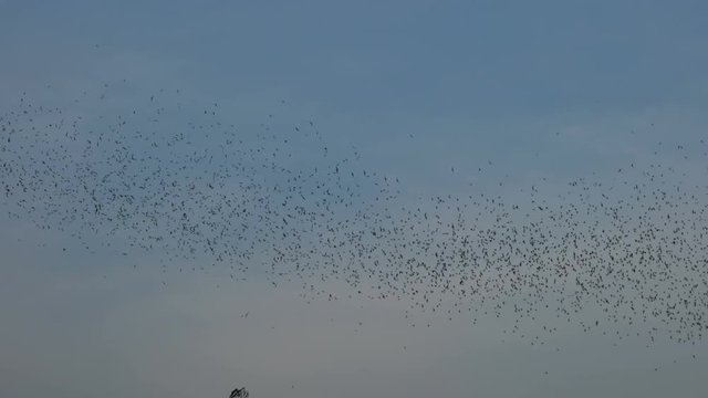 Bat swarm flying