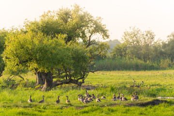 Fototapeta premium Greylag Goose on a meadow