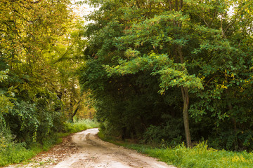 Dirt road in sunny forest