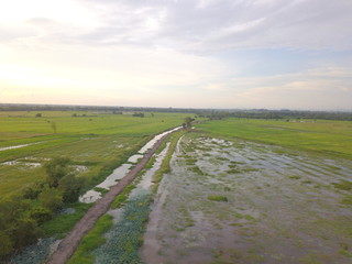 Rice field at dawn