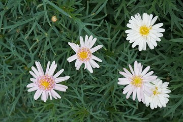 daisy closeup macro flower nature background
