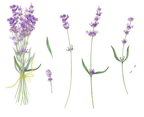 Set of lavender, watercolor painting.