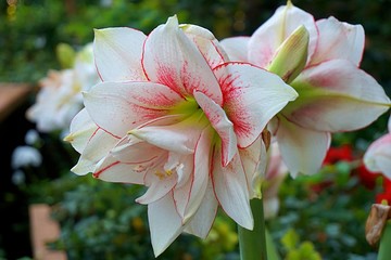 beautiful lilies flower background macro closeup nature