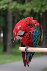 parrot red macaw