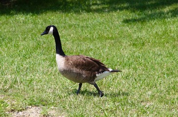 A goose in the grass and on a close up view.