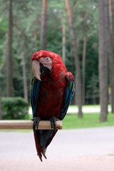 parrot red macaw