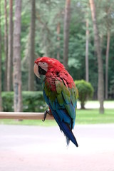parrot red macaw