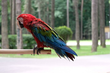 parrot red macaw
