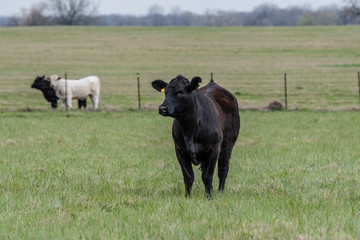 Angus heifer in spring pasture
