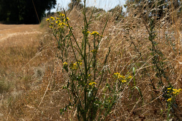 blumen und getrocknetes gras (heu) am ackerrand mit wald und blauem himmel im hintergrund