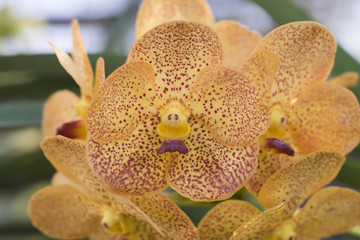 Yellow orchid flowers