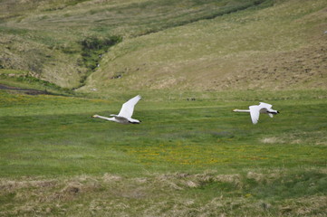 Fliegende Gänse vor Berghang © Philipp