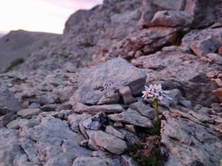 Fleur dans la roche