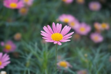 daisy closeup macro flower nature background