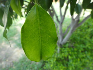 Fresh Green Leaf