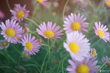 daisy closeup macro flower nature background