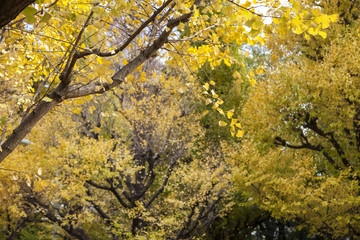 Photo of Golden Autumn Ginkgo Biloba Tree Leaves in autumn