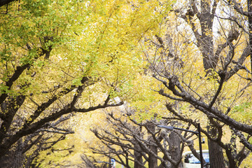 Fototapeta premium Photo of Golden Autumn Ginkgo Biloba Tree Leaves in autumn