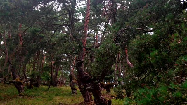 small Scots Pine forest in Pinatelle du zouave 4K right to left traveling
