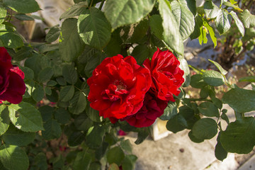 Mezarlıktaki çiçekler