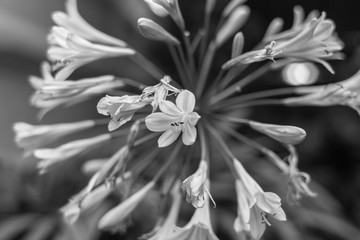 Delicate small flowers in black and white