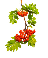 Branch of mountain ash with ripe berries and  foliage on  isolated background - obrazy, fototapety, plakaty
