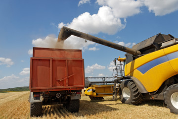Combine harvester load wheat in the truck at the time of harvest in a sunny summer day