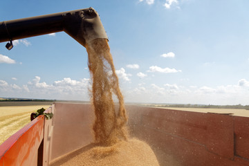 Combine harvester load wheat in the truck at the time of harvest in a sunny summer day