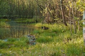 sweet duck family