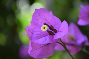 fiore