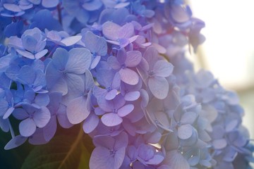 blue violet hydrengea hortensia background abstract backdrop
