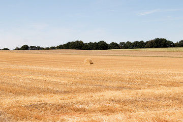 abgemähte Fläche mit Strohballen und Wald im Hintergrund sowie blauem Himmel