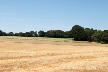 verschiedene Ackerflächen mit Wald im Hintergrund und blauem Himmel