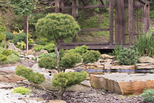 Trees of bonsai, pines in a Japanese stone garden