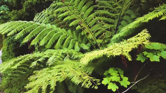 New Zealand wild fern fronds in the wind.